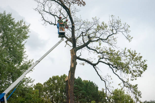 Reliable Bellevue, WI  Tree Services Solutions