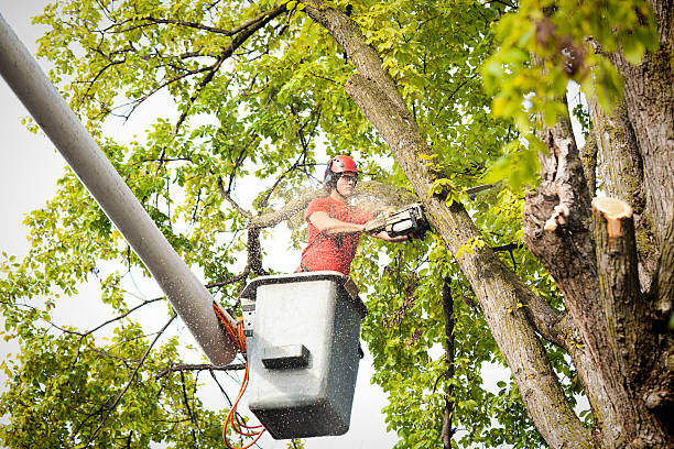 How Our Tree Care Process Works  in  Bellevue, WI